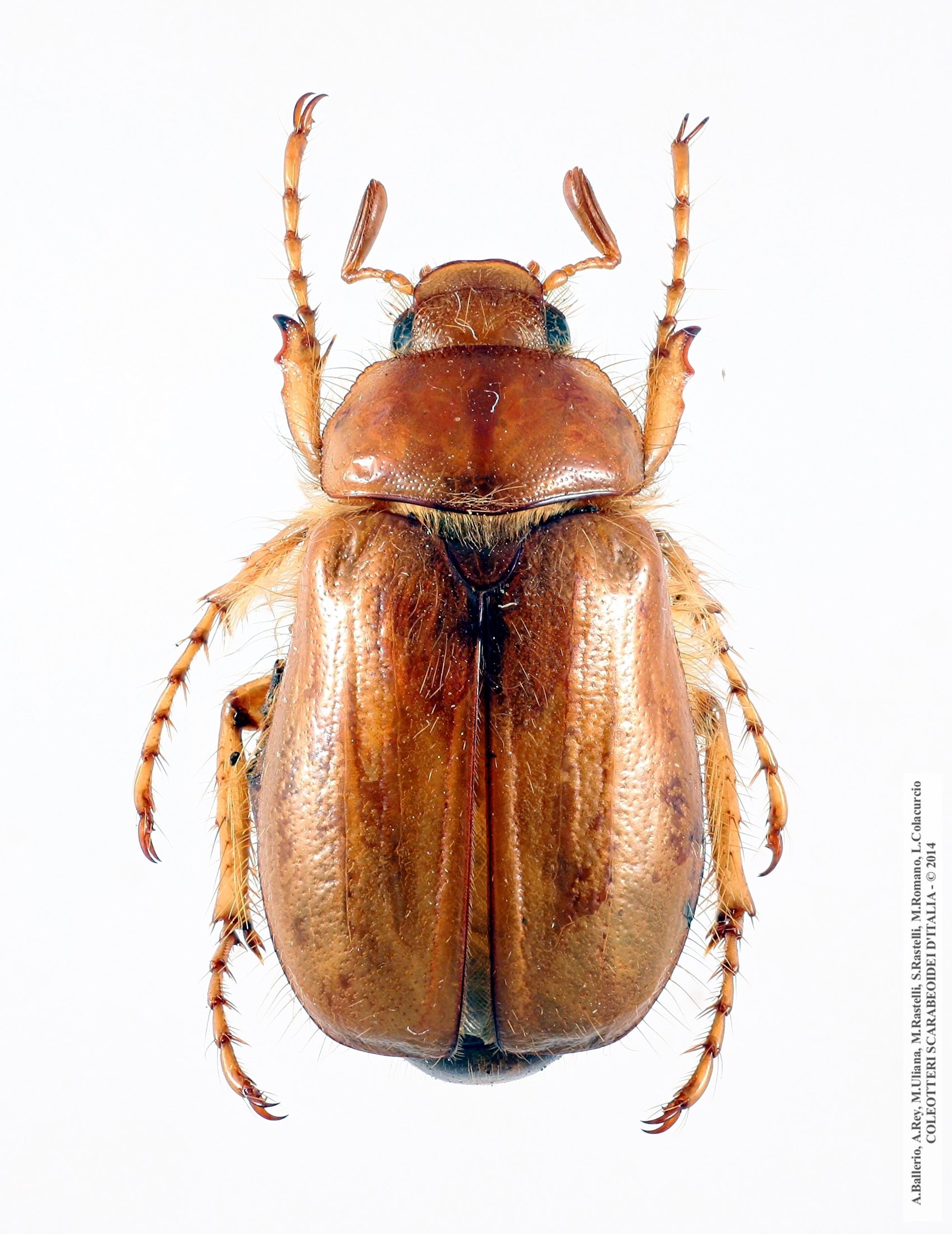 Firminius ciliatus ciliatus, maschio